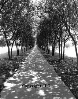 Tree Arched Path - Louisiana State University, Shreveport, LA