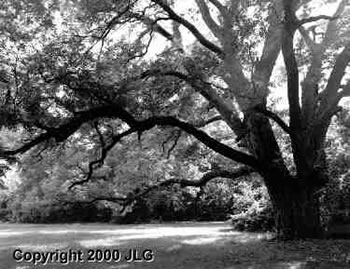 Pecan Tree - Weatherford, TX