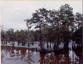Louisiana Swamp - Caddo Lake, Oil City, LA