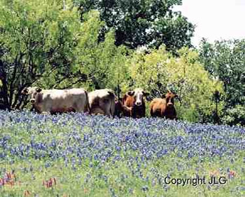 Cows in Wildflowers - Somewhere in East Texas