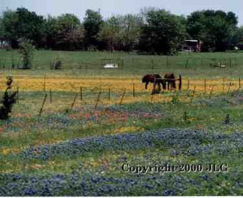 Horses in Wildflowers - Ennis, TX